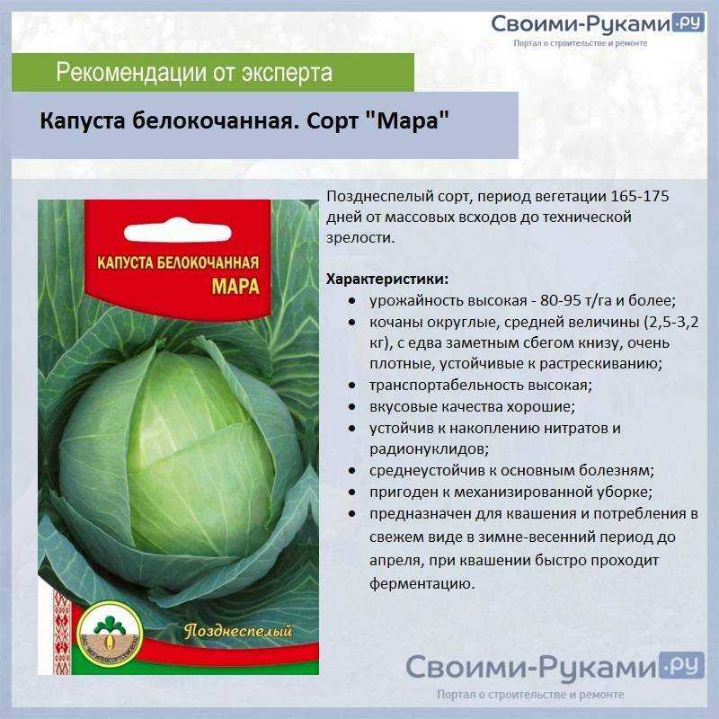 Сорта капусты для квашения и засолки: топ-11 лучших, их названия, характеристики и фото