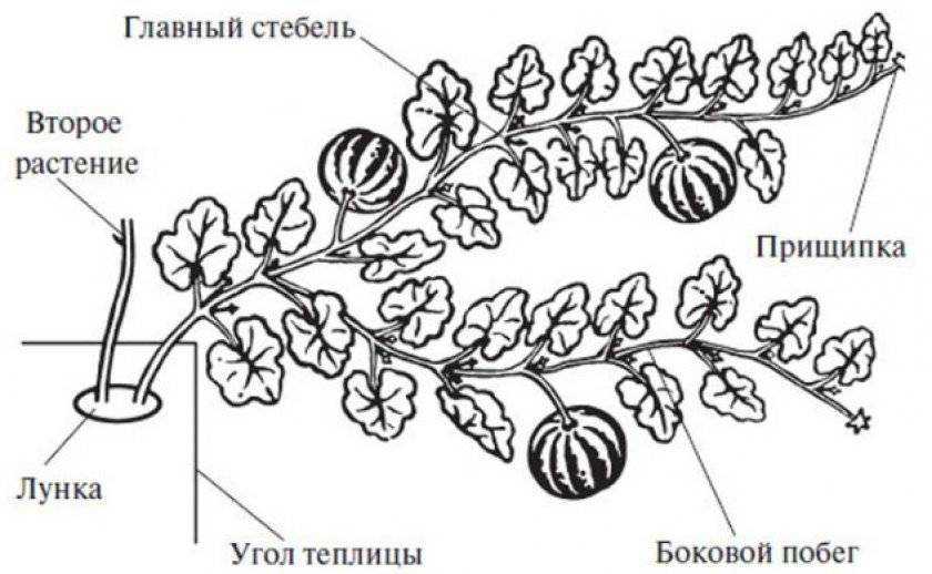Выращивание кабачков