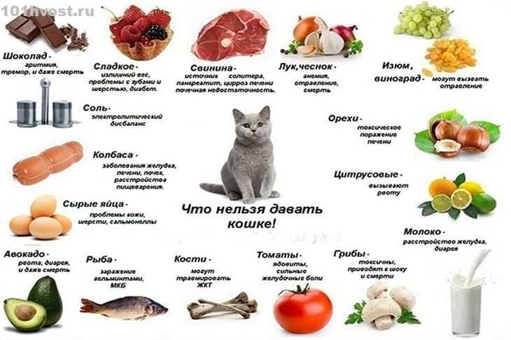 ᐉ как вкусно приготовить потрошки куриные - godacha.ru