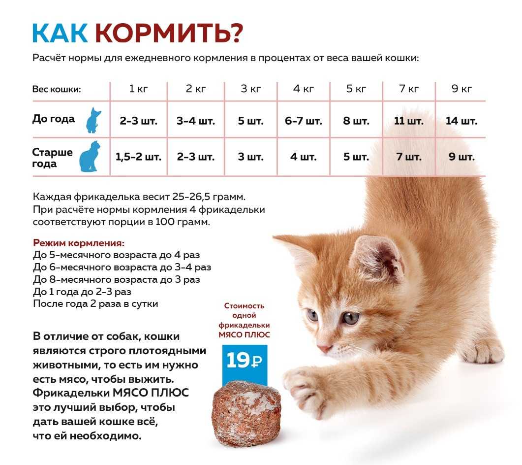 Куриная печень в сметане с луком жареная на сковороде мягкая и вкусная – рецепт с фото пошагово