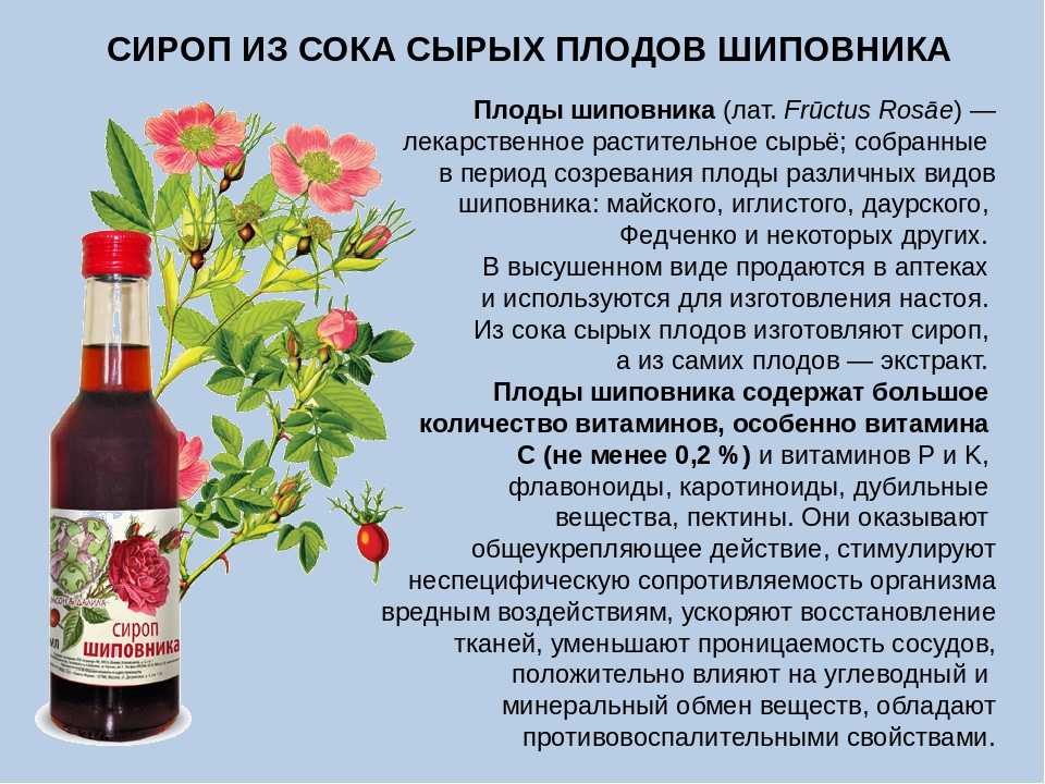 Как заваривать шиповник — 9 правильных рецептов, как приготовить полезный отвар шиповника