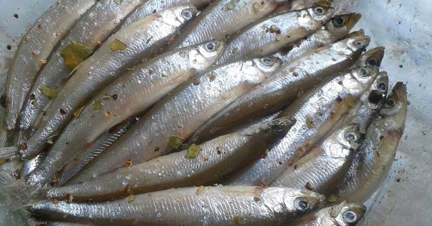 Килька пряного посола в домашних условия, вкусные рецепты, полезные свойства