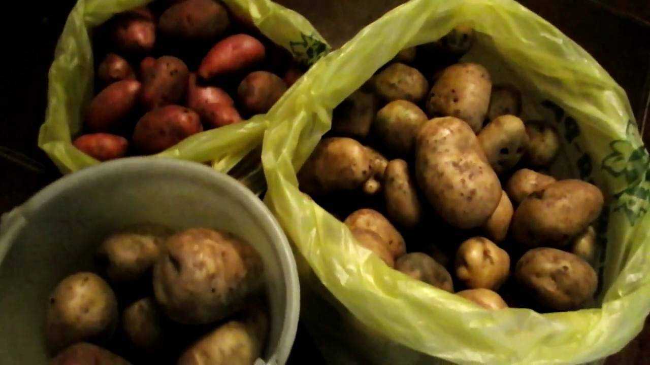 На каком расстоянии сажать картошку между рядами и кустами: схемы посадки