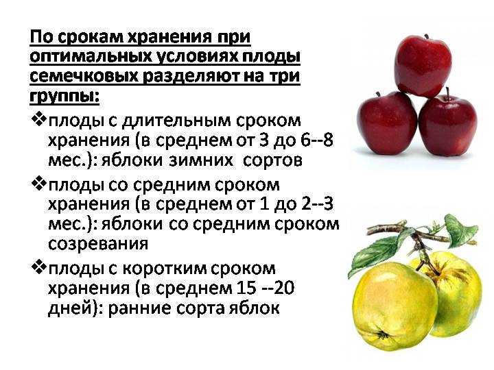 Как правильно едят айву - 7 лучших способов приготовления