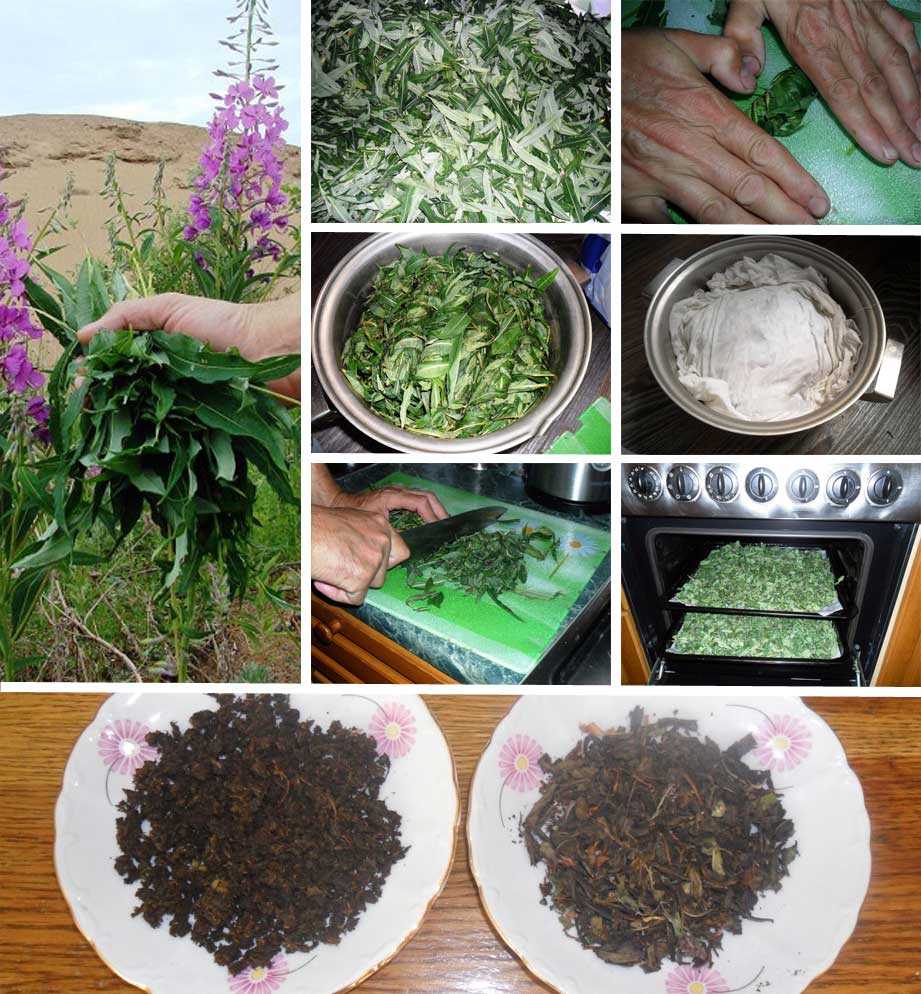 Сбор, сушка и хранение ромашки