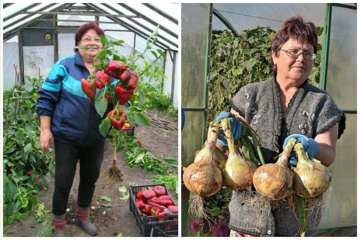 Когда лучше сажать картофель в разных регионах