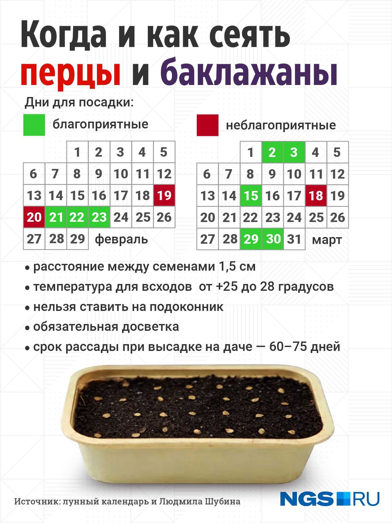 Баклажаны – посев семян и выращивание рассады