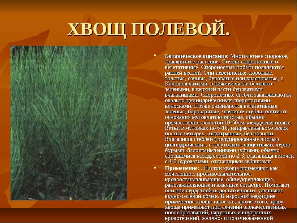 Хвощ полевой: полезные свойства и применение растения
