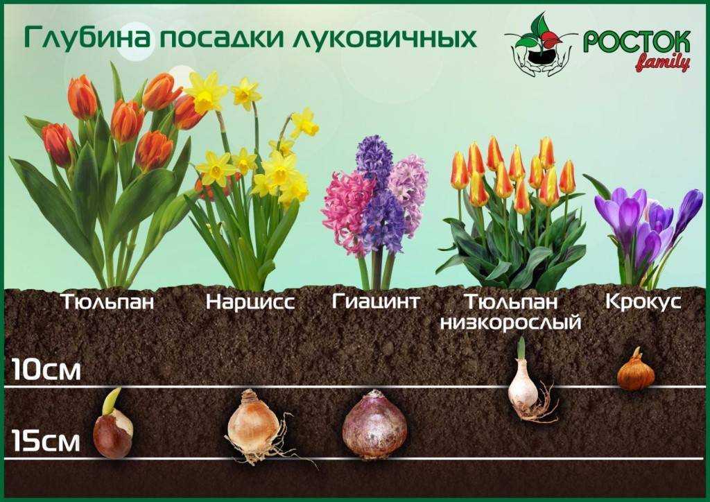Нарциссы в горшочках отцвели. что с ними делать?