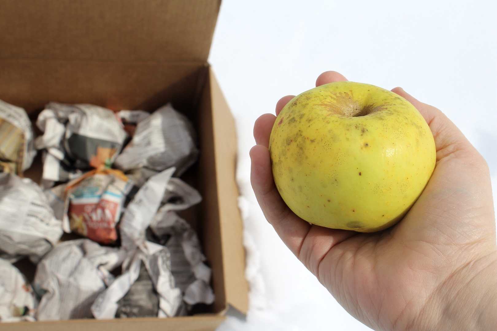 Для лучшего хранения яблок. Хранение яблок. Хранение яблок на зиму. Хранение яблок в бумаге. Хранение яблок на зиму в погребе.