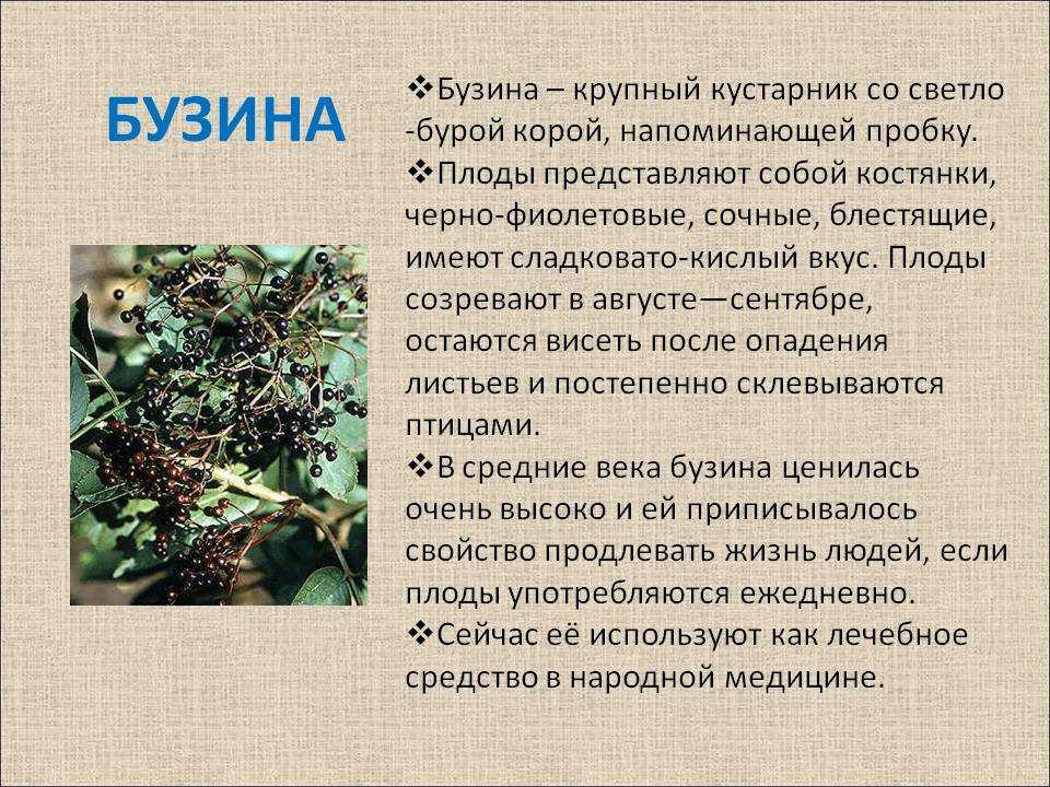 Сироп из бузины ферментированный — прекрасное лекарство