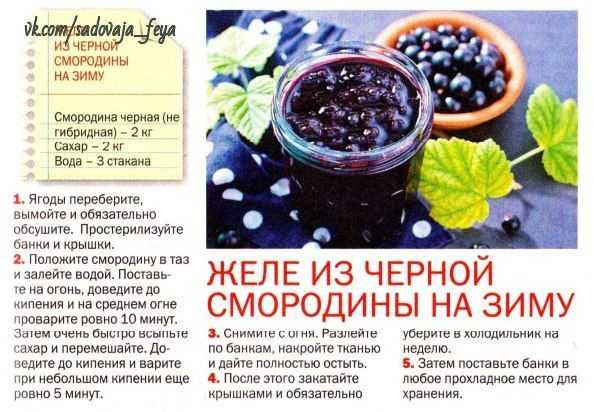 Варенье из черной смородины на зиму: 8 простых рецептов желеобразного варенья