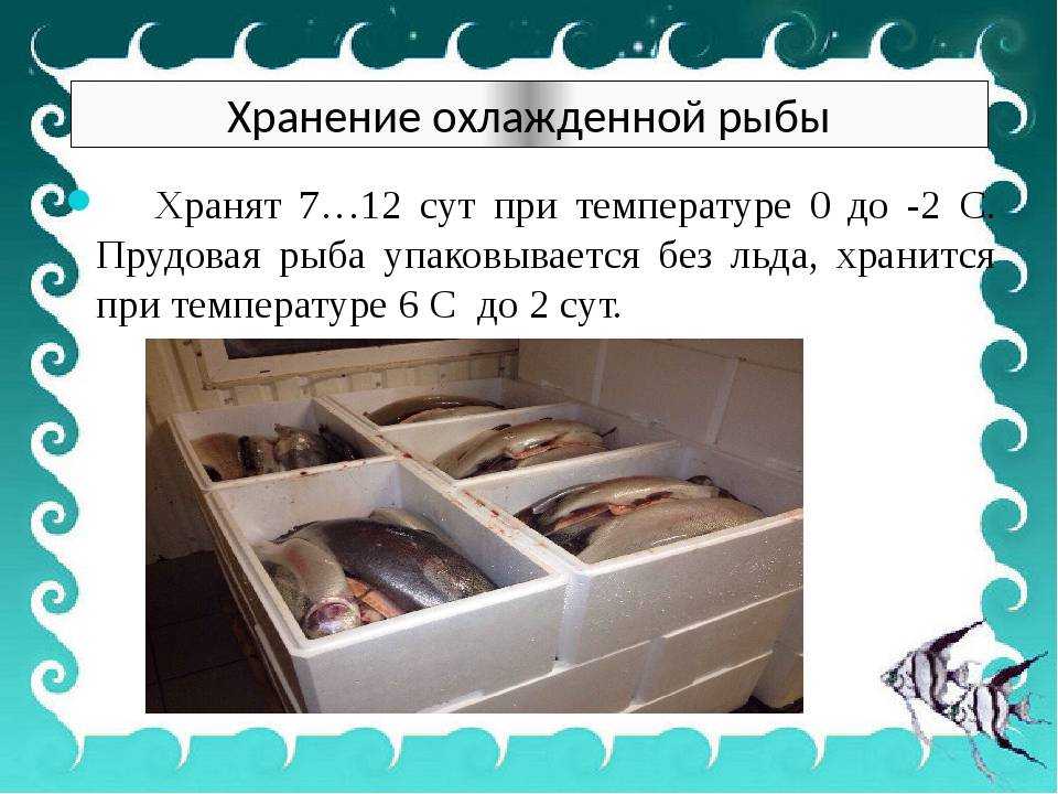 Хранение живой рыбы. Сроки хранения замороженной и охлажденной рыбы. Продолжительность хранения охлажденной рыбы. Условия хранения охлажденной рыбы. Хранение охлажденной рыбы в магазине.