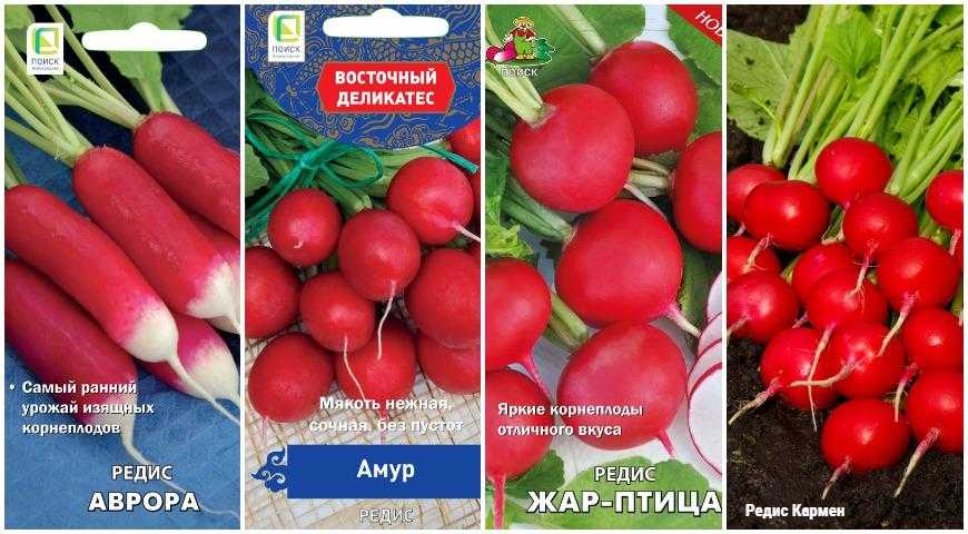 Лучшие сорта редиса для теплицы: фото с характеристиками + отзывы