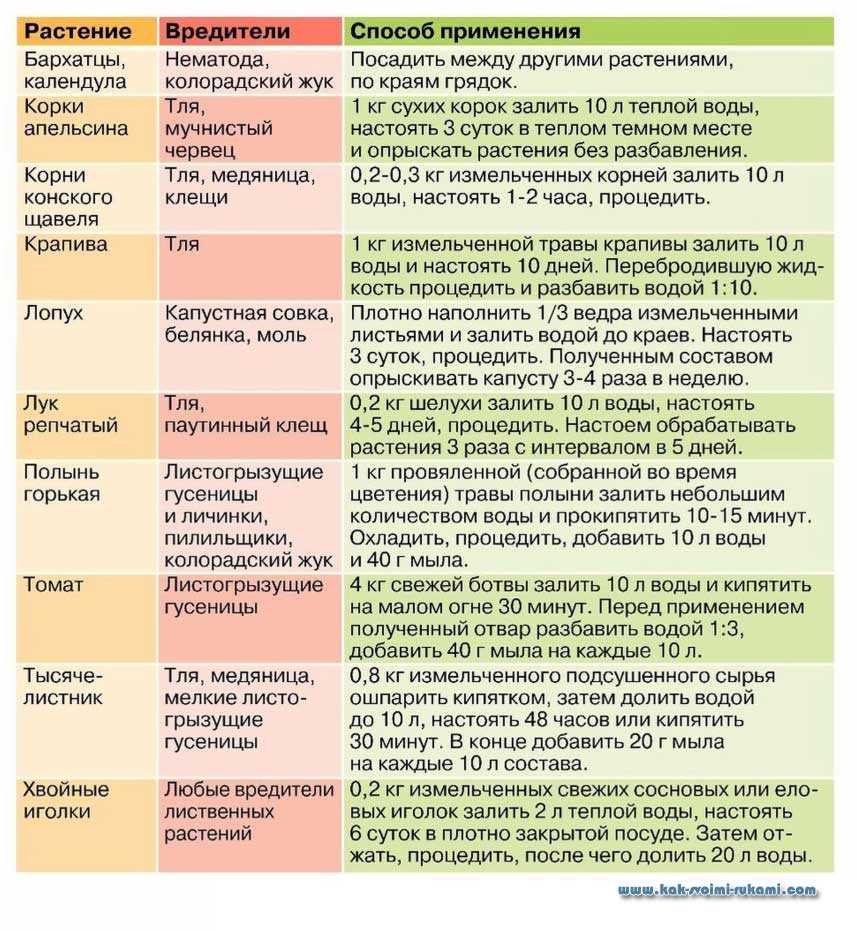 Паутинный клещ на деревьях - как бороться народными методами и химией
