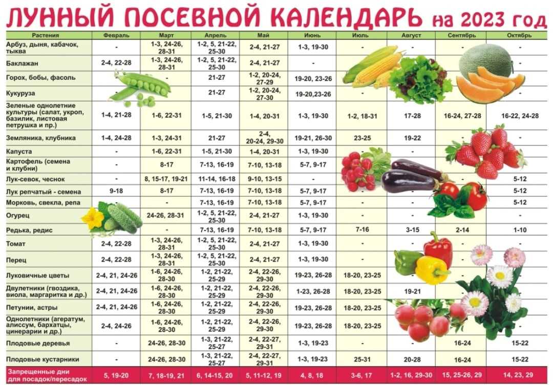 Дни посадки овощей в марте 2024 благоприятные