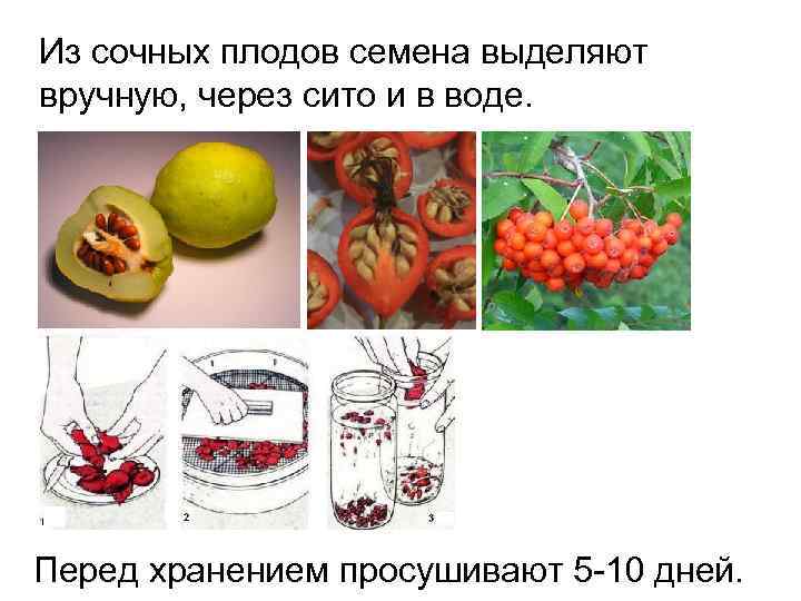 Как правильно сушить шишки: сушим еловые, кедровые и сосновые шишки в домашних условиях