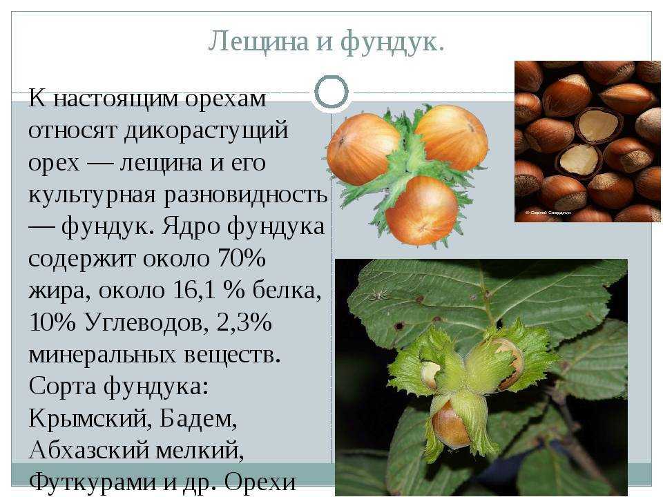 Когда надо собирать орехи. сушка фундука на сковороде. сушка плодов в электросушилке