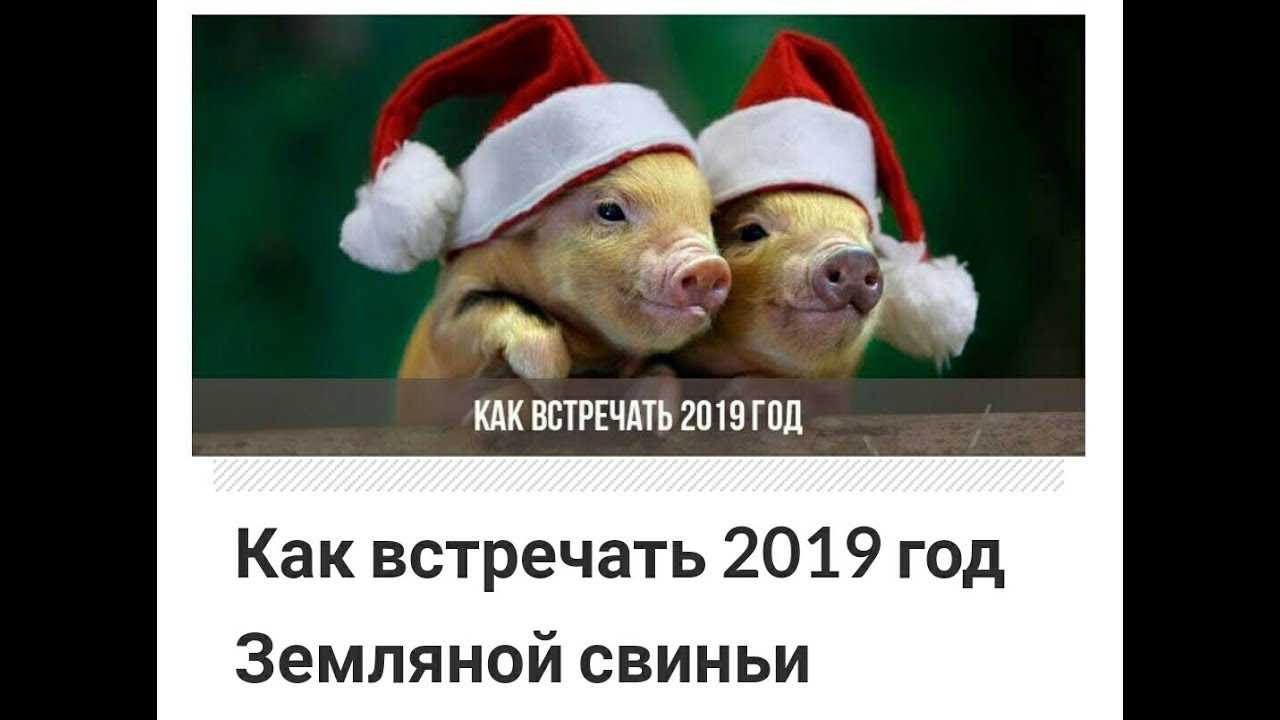 В чем встречать новый 2019 год свиньи по знакам зодиака – модные цвета и стили