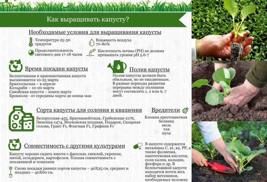 Какие виды и разновидности капусты существуют, как и когда ее сажать и выращивать Сроки роста рассады до ее высадки в грунт в зависимости от сорта Рассадный и безрассадный способы выращивания