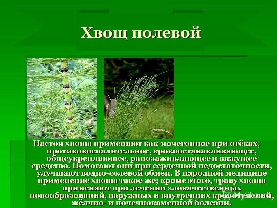 Как правильно собрать и засушить лекарственные растения? — ботаничка