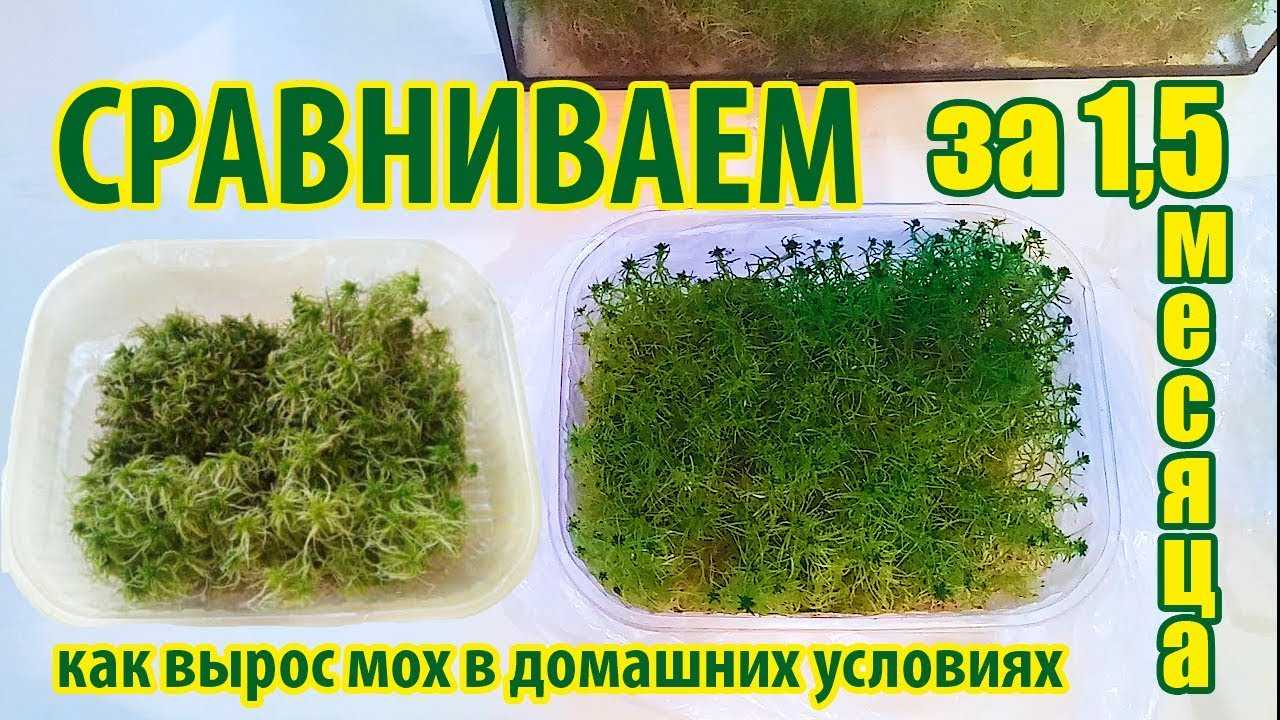 Удивительный мох сфагнум — как заготовить и использовать? фото — ботаничка