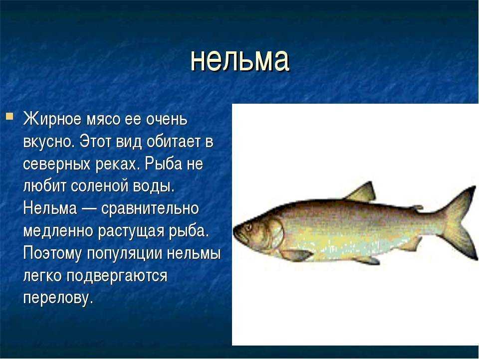 Рецепты (7 вариантов) приготовления ухи из форели