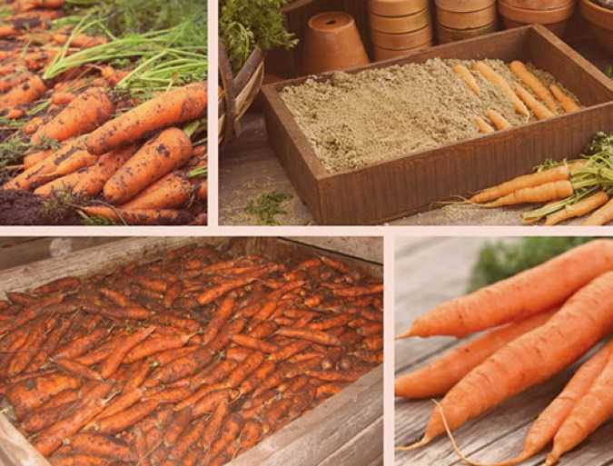 Как лучше хранить морковь. Хранение моркови. Ящик для хранения моркови. Морковь в погребе. Морковь в ящике.