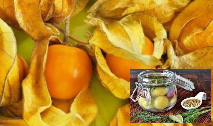 Физалис: рецепты приготовления на зиму овощного и десертного сорта с фото