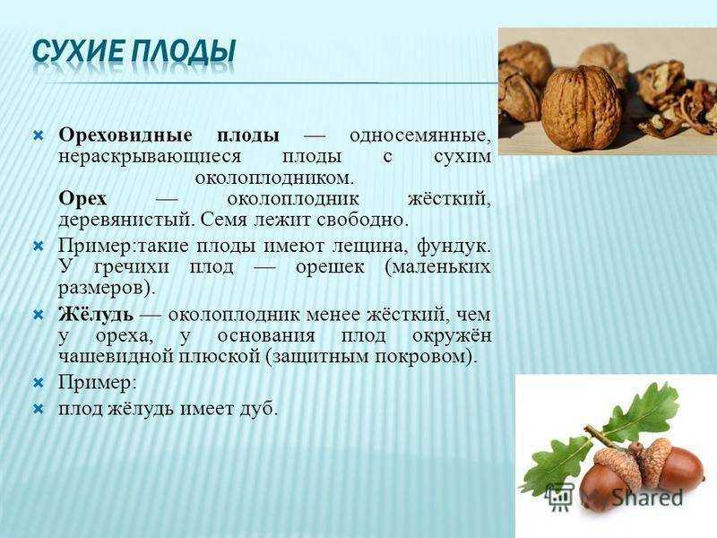 Сбор и хранение урожая фундука