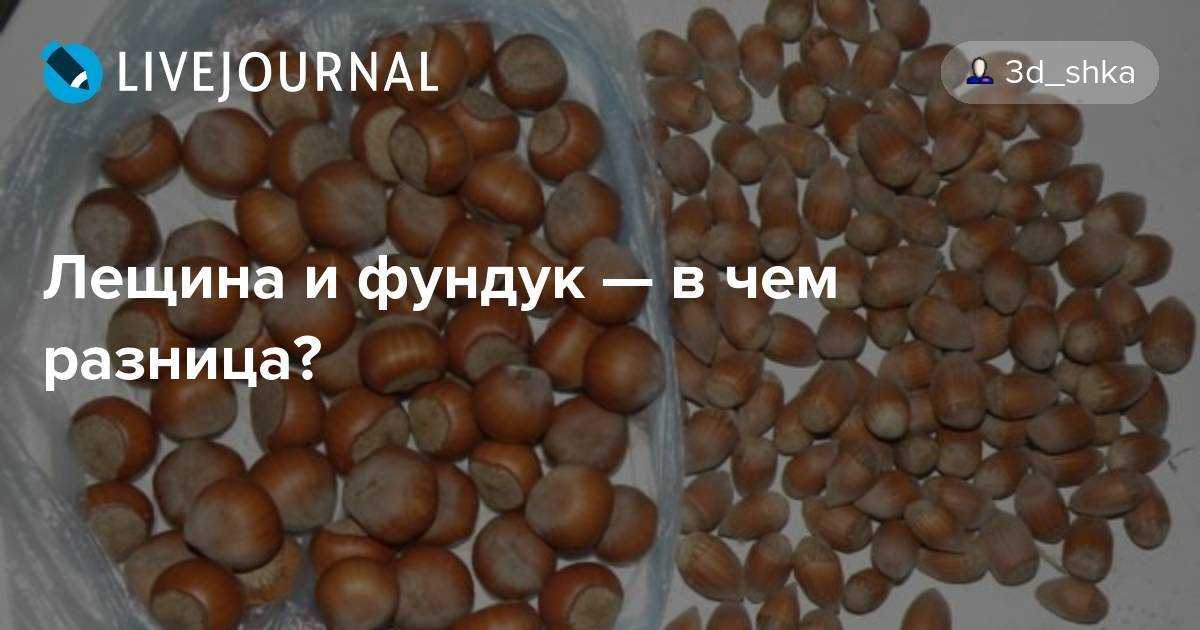 Как правильно высушить фундук в домашних условиях