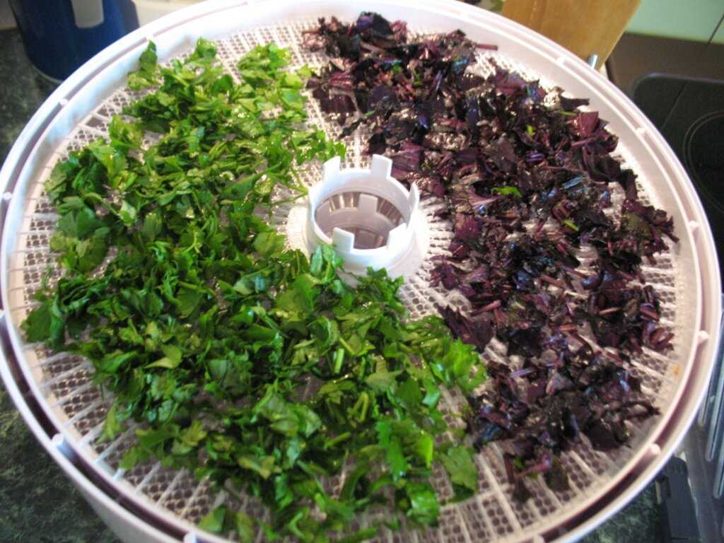 Сбор, сушка и хранение ромашки. сушка ромашки аптечной