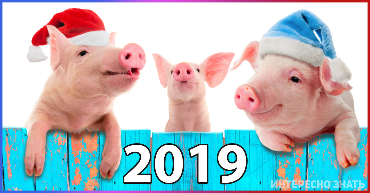 В чем встречать новый 2019 год: 15 примет, 12 советов, видео