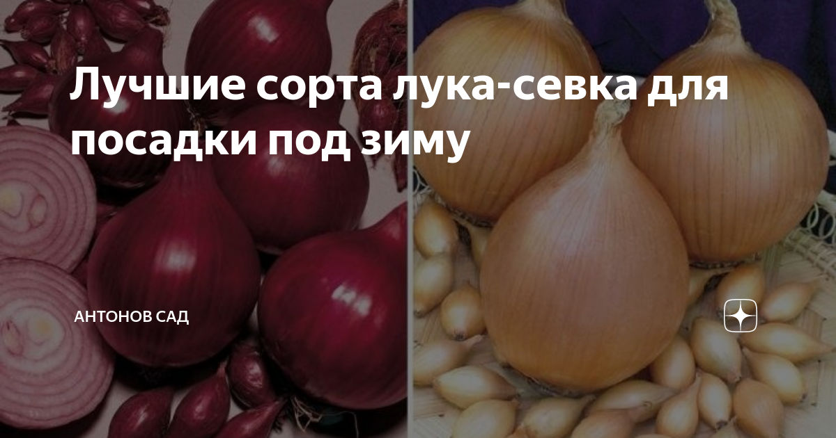 Лук севок: под зиму, лучшие сорта и их названия, чем отличается от ярового и летнего, олина, описание и фото, для северо-запада, сибири, урала