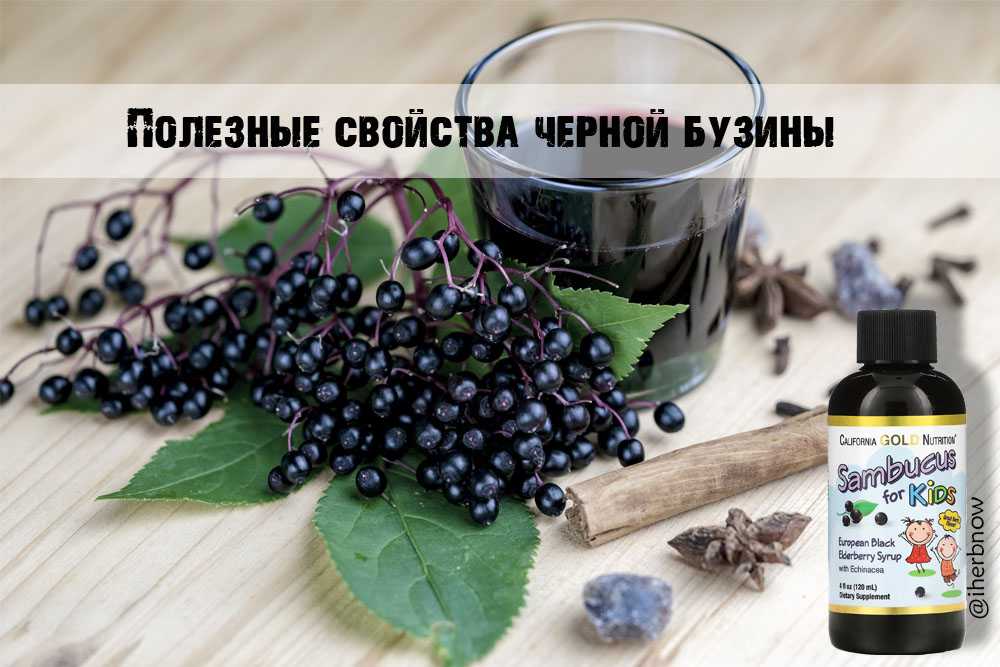 Сироп из черной бузины: рецепты, полезные свойства и показания к применению
