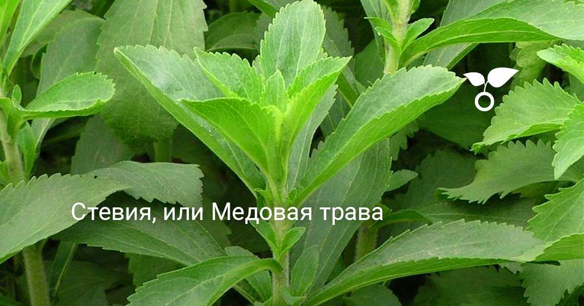 Сахарозаменитель стевия: польза, вред, применение, рецепты