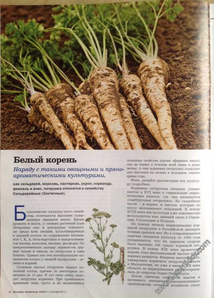 Уборка, заготовка и хранение корня петрушки