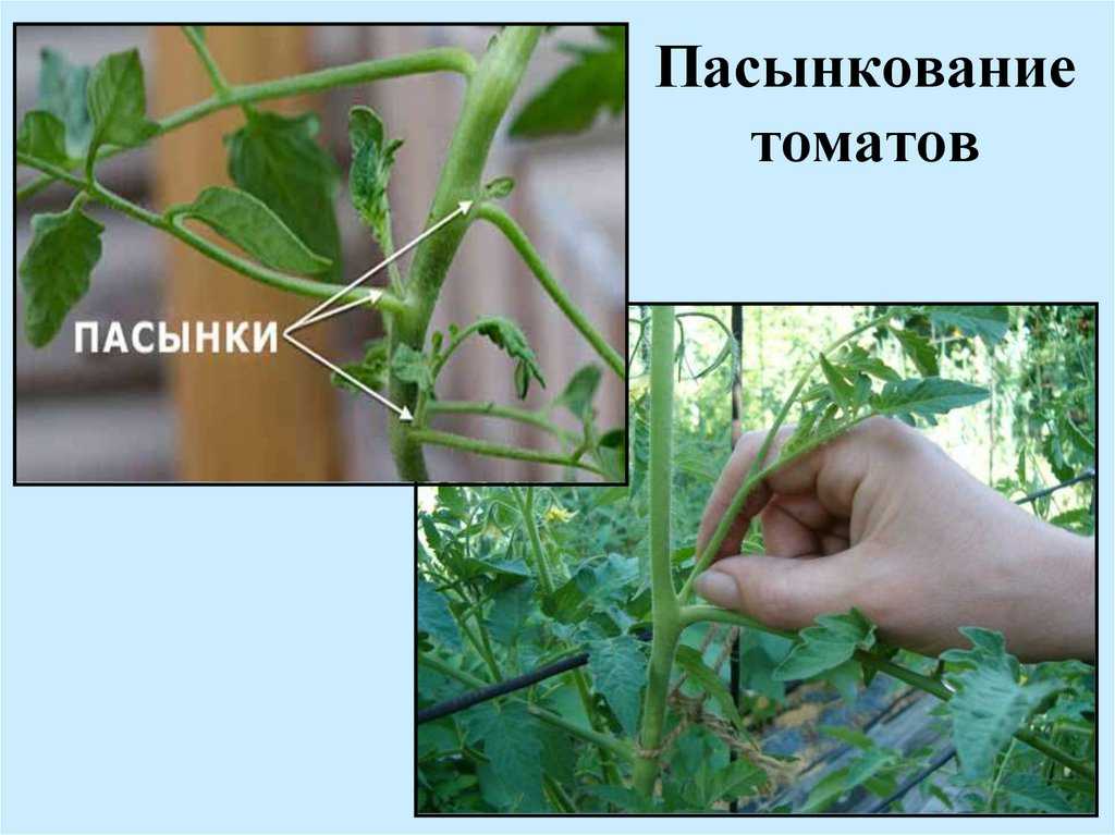 Пасынкование помидор в теплице и в открытом грунте