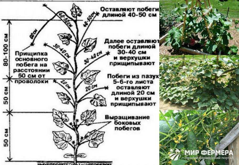 Севооборот на огороде что после чего можно сажать на огороде таблица