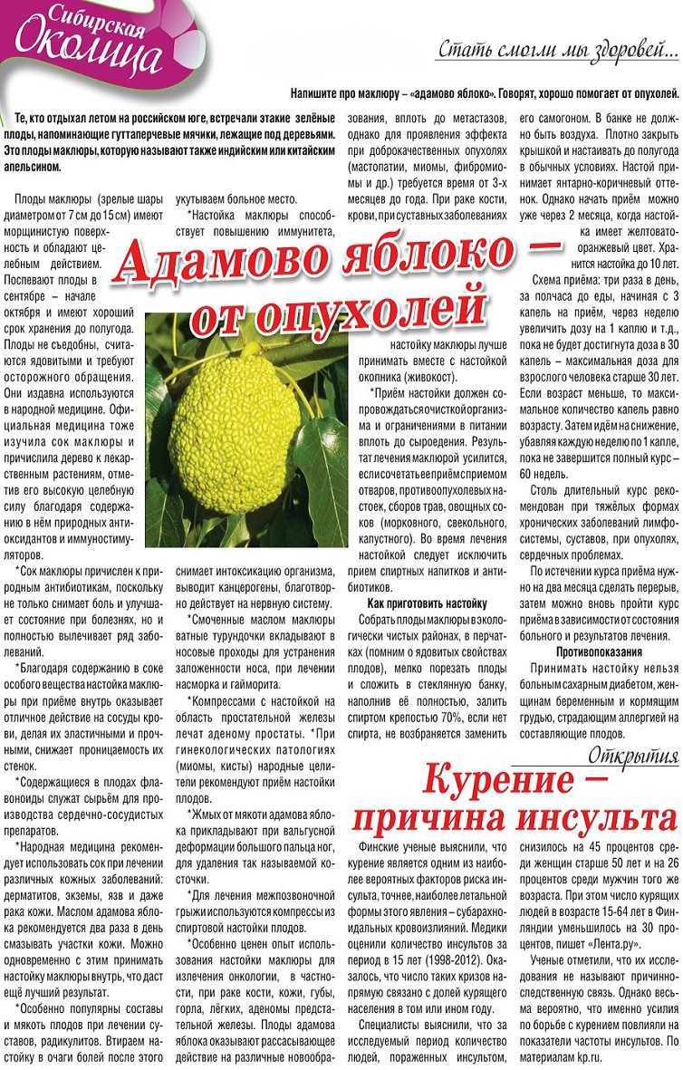 Маклюра оранжевая — дерево отчаявшихся. лечебные свойства, применение. выращивание. фото — ботаничка