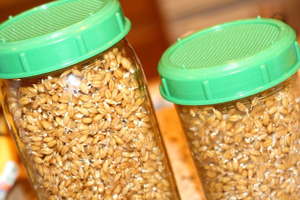 Прорастить пшеницу в домашних для кур