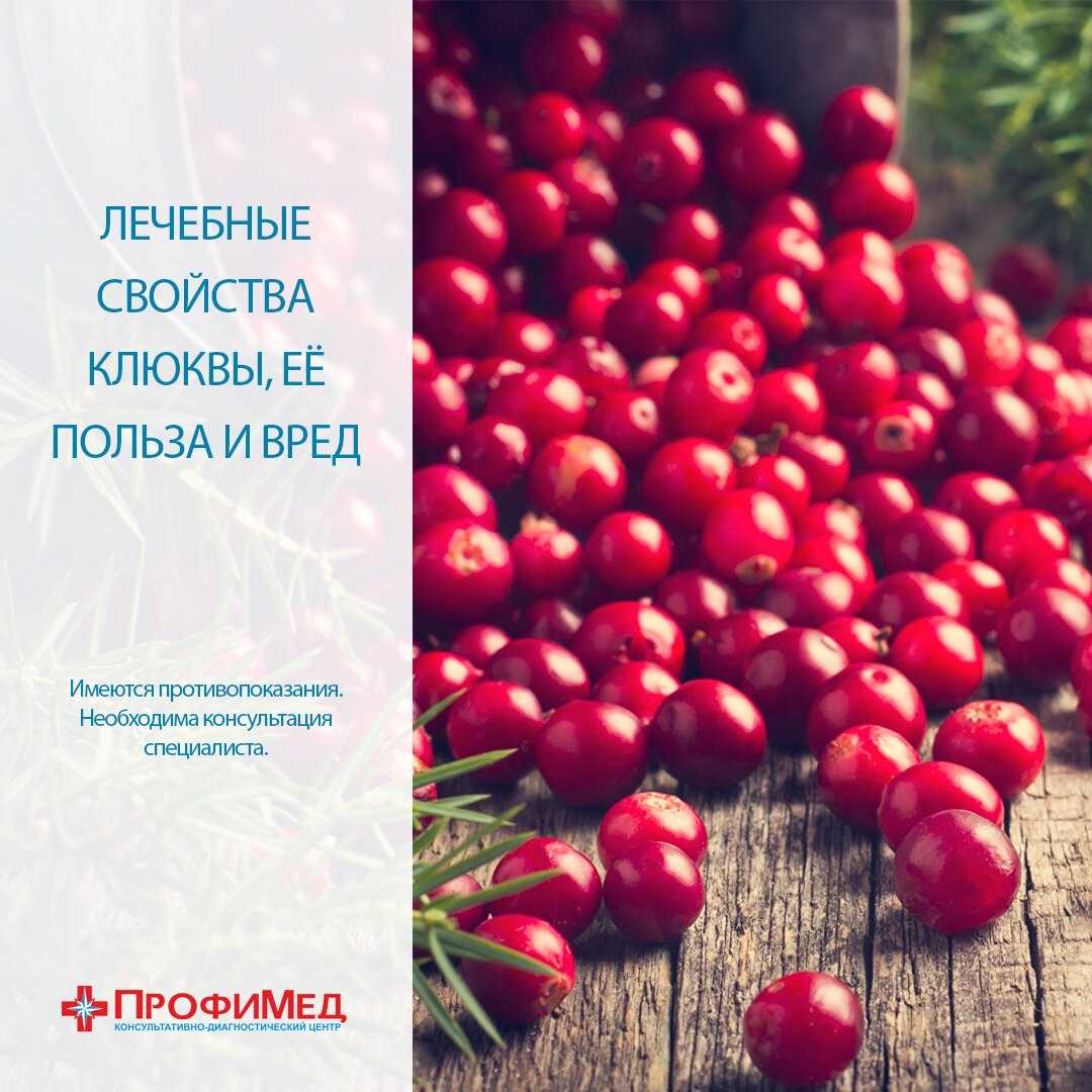 Сушеная клюква - полезные свойства и рецепты