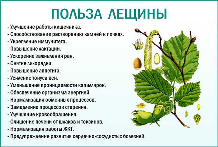 Нужно ли сушить орехи перед хранением: способы сушки