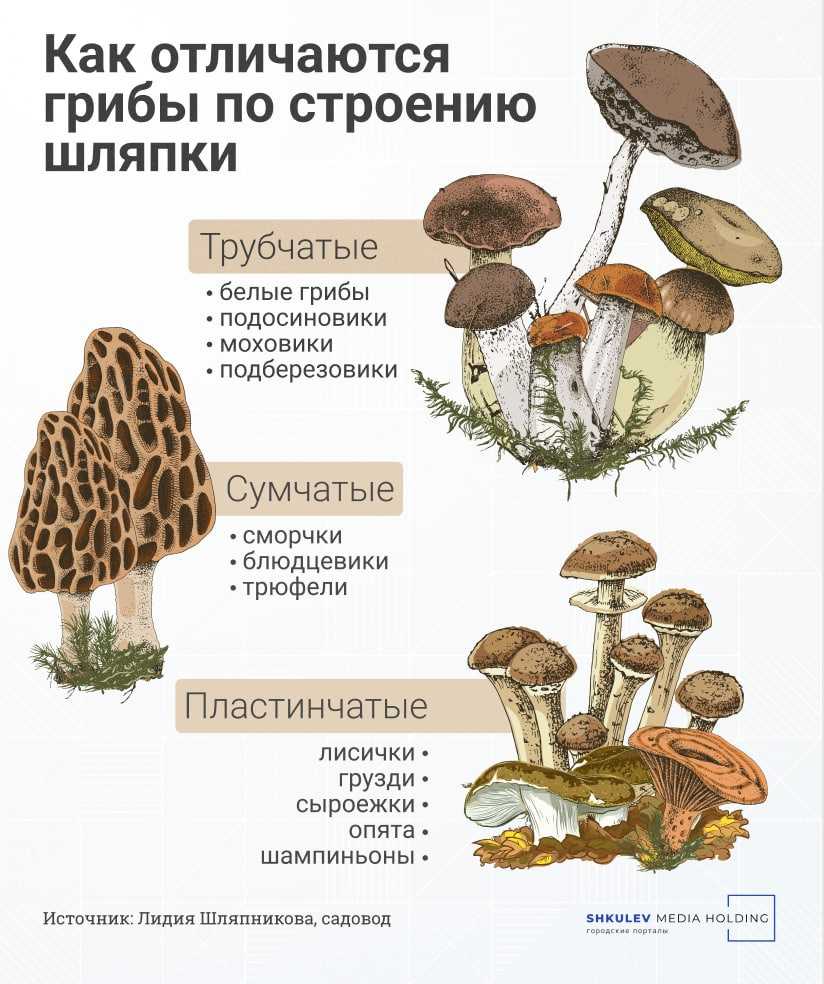 Как правильно заморозить собранные грибы + видео