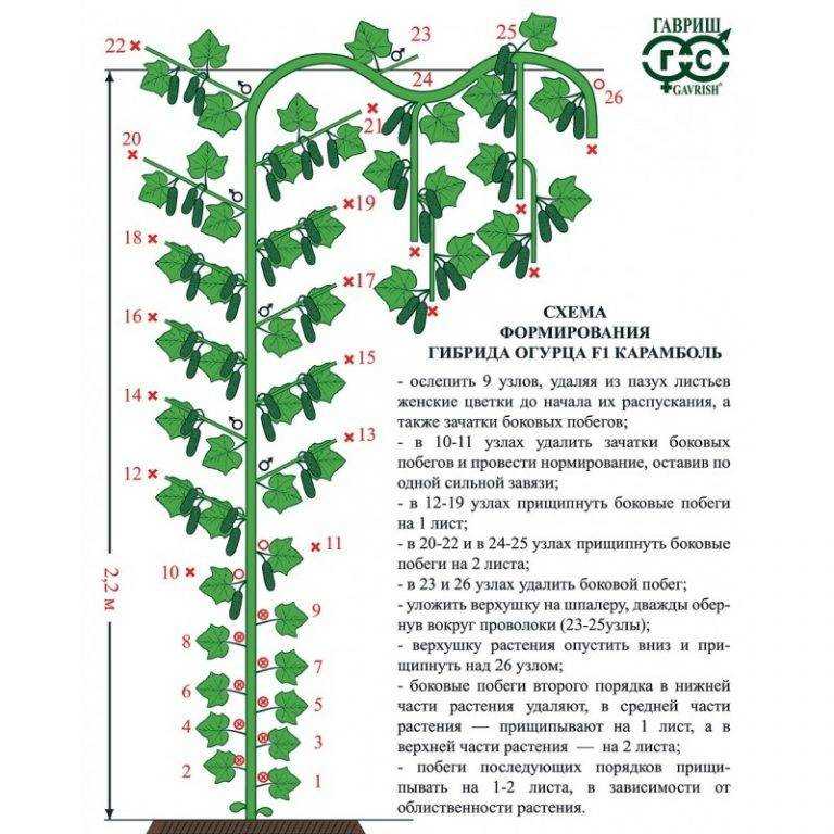 Формирование куста является важнейшнй процедурой в выращивании огурцов Как это правильно сделать, и как ухаживать после этого рассказывается в сегодняшней статье