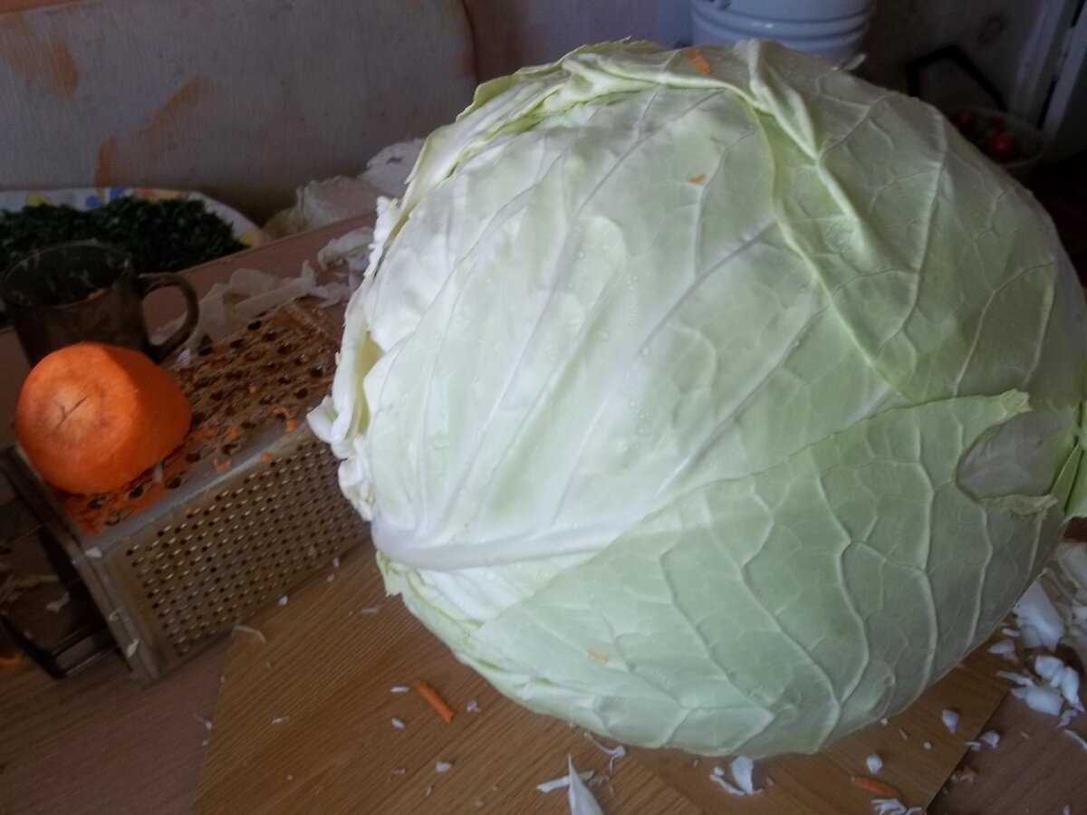 Лучшие сорта капусты: топ-33 варианта на любой вкус