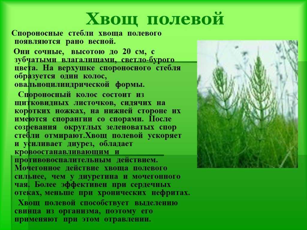 Заготовка хвоща полевого: правила сбора и сушения – как сушить хвощ полевой в домашних условиях » сусеки
