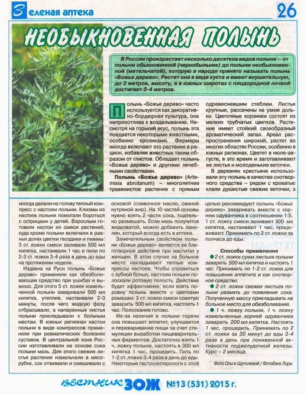 Полынь🌿 18 лечебных свойств, польза и вред для организма при заболеваниях