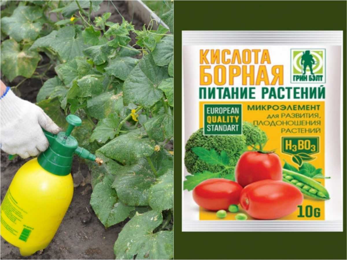 Как подкормить помидоры борной кислотой в какой пропорции, в теплице и в окрытом грунте