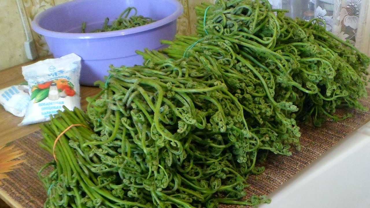 Рецепт папоротника орляк по корейски — кулинария, рецепты